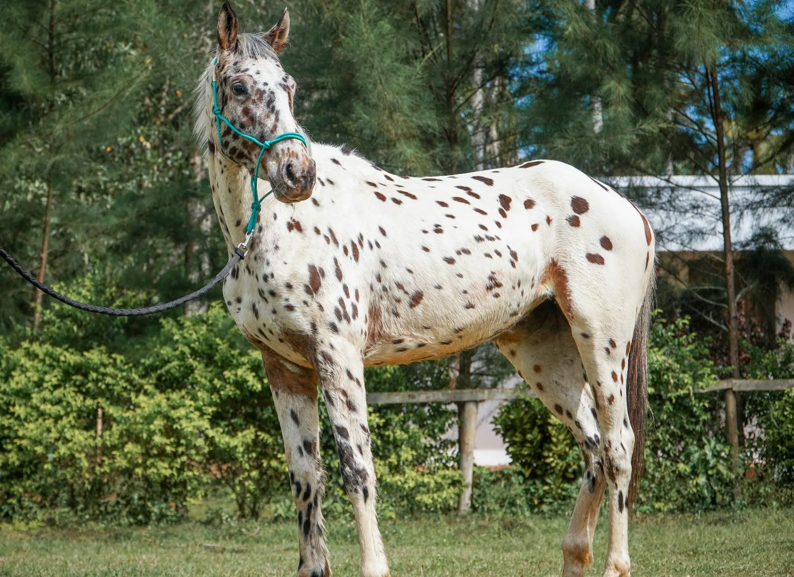 Appaloosa horse with brown spots on green field