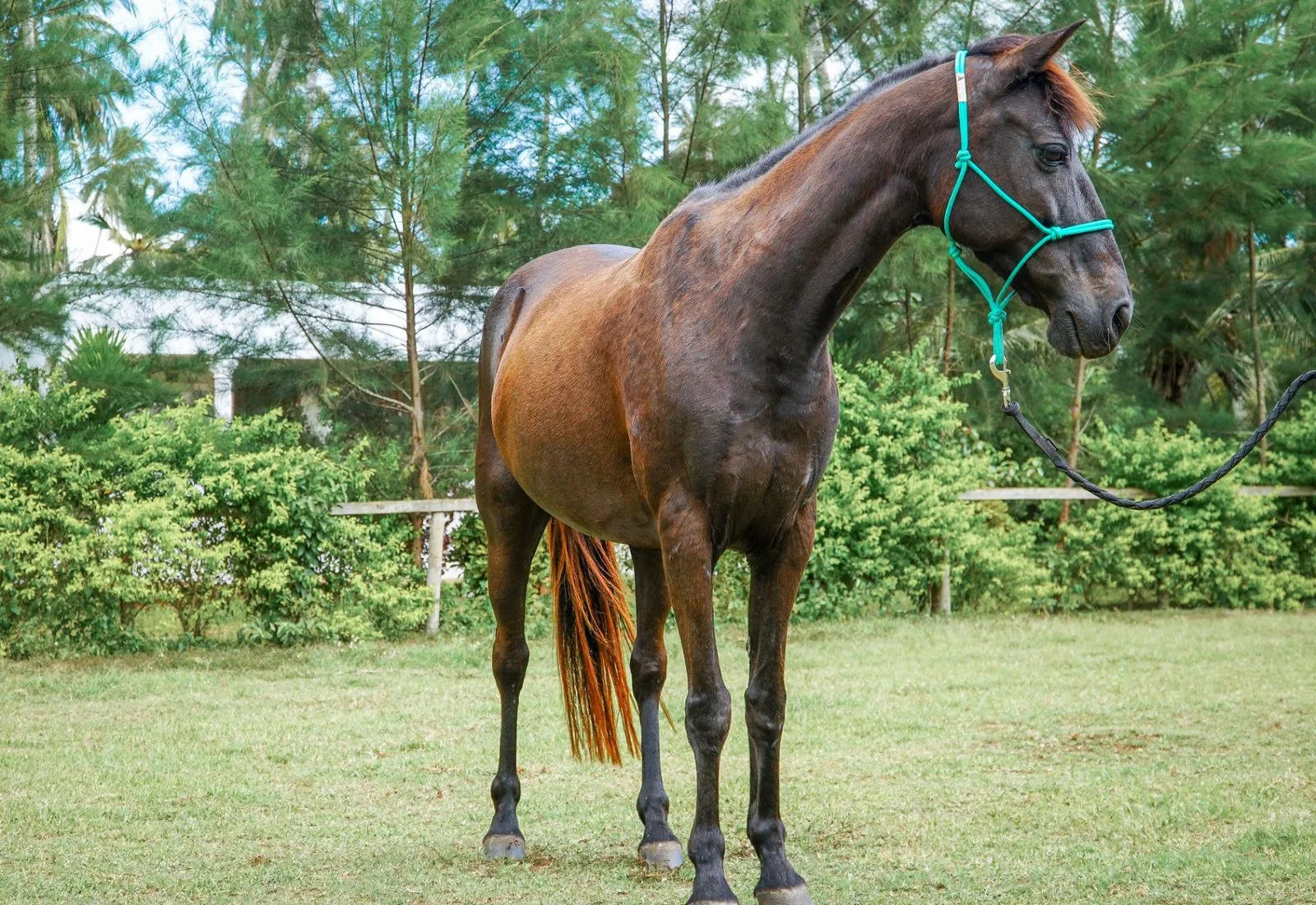Bay horse standing among tropical bushes