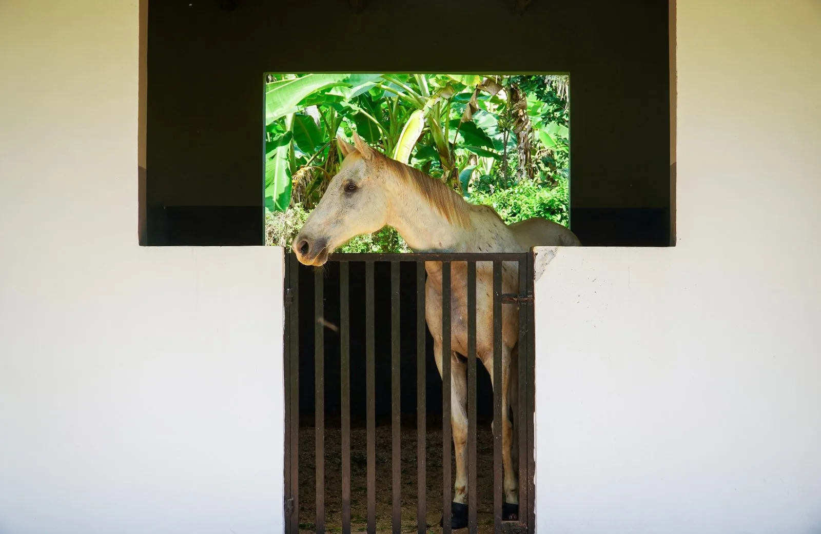 Palomino horse looking out from a stall
