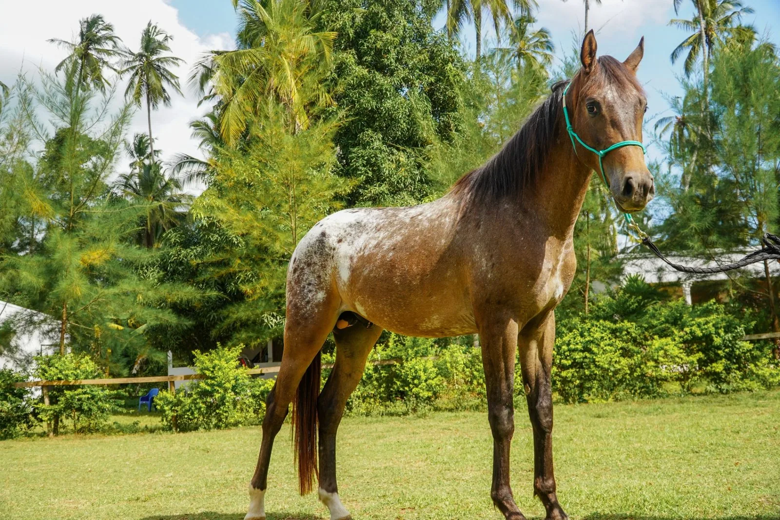 Spotted horse standing on the grass