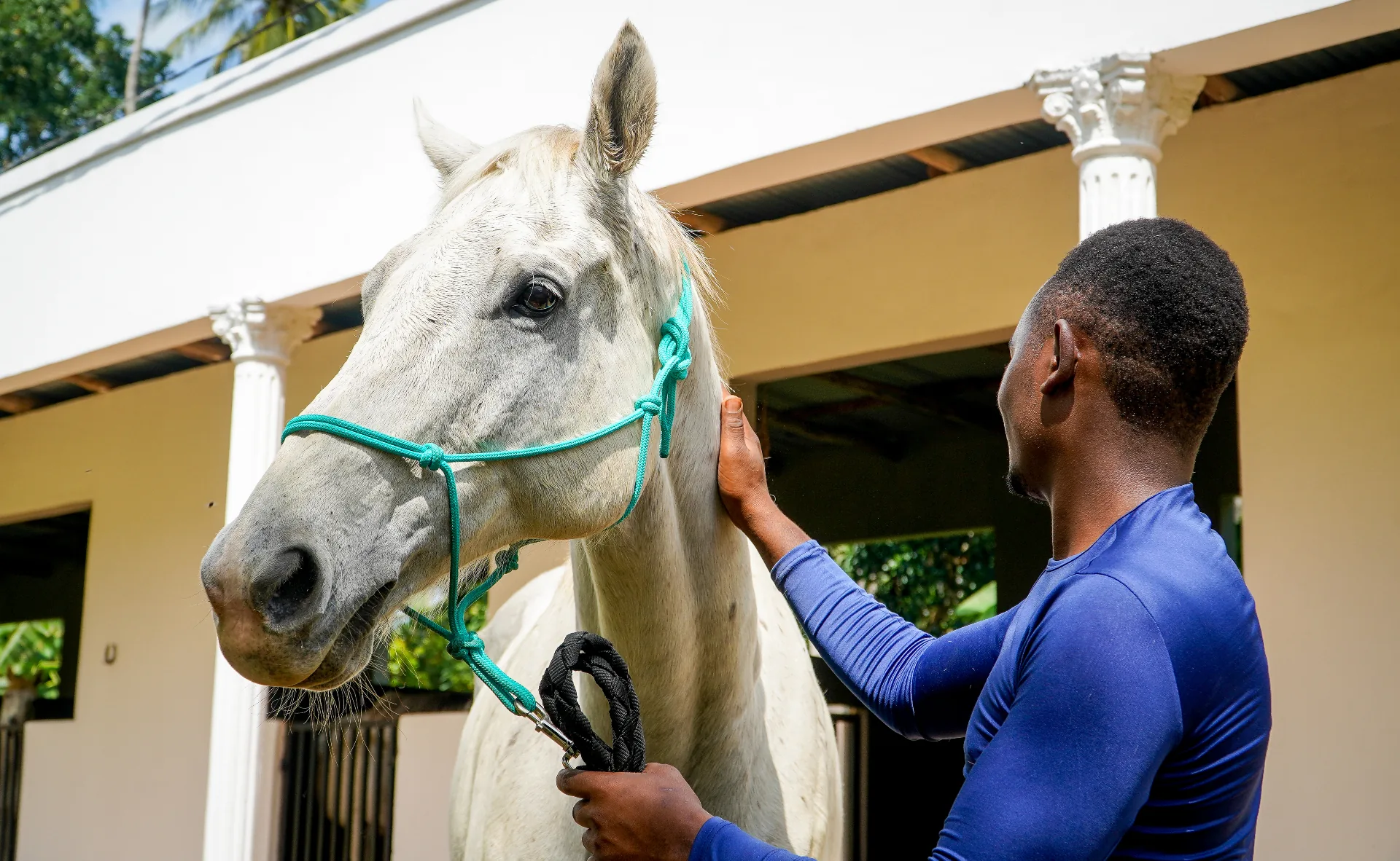 A white horse being gently handled at Anna's Riding Stables